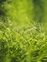 grass in the forest