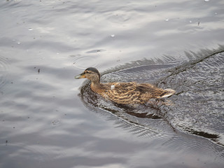 ducks on the river
