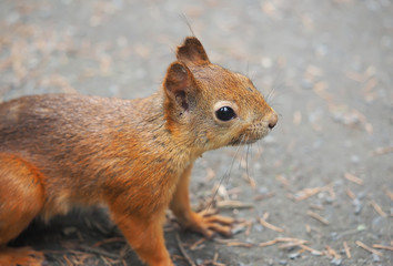 squirrel in the park