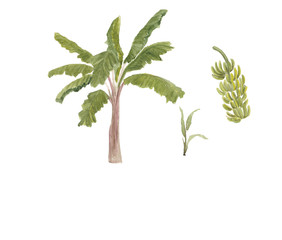 Watercolor painting banana tree and branch of bananas isolated on white background