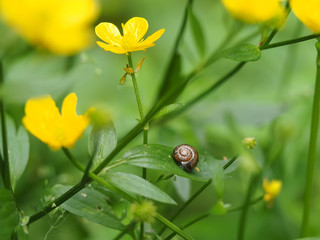 snail on yellow buttercup