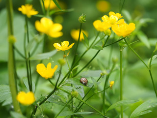 snail on yellow buttercup
