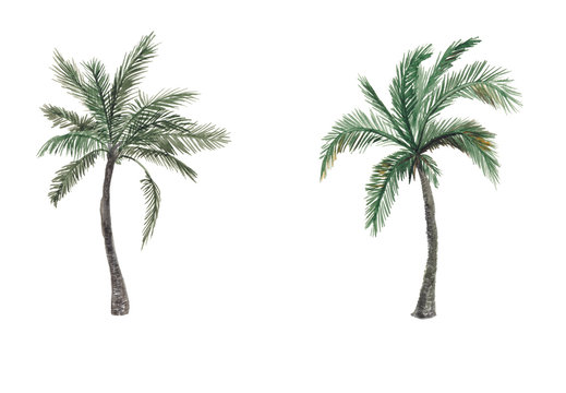 Set of Watercolor painting palm trees isolated on white background