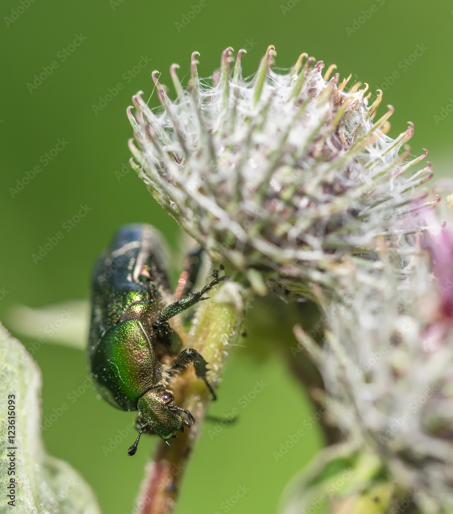 Poster chafer insect on a flower