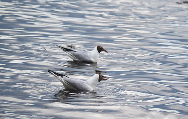 gulls on the lake