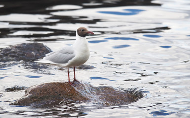 gulls on the lake