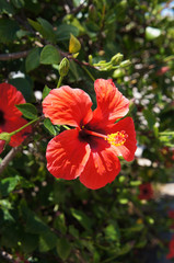 Fototapeta premium Hibiscus red flower in sunlight