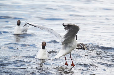 gulls on the lake