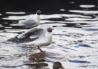 gulls on the lake