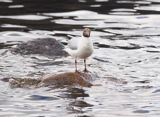 gulls on the lake