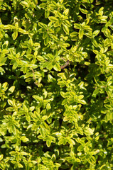 Thymus citriodorus green plant in sunlight