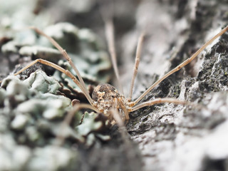 harvestman spider on tree bark