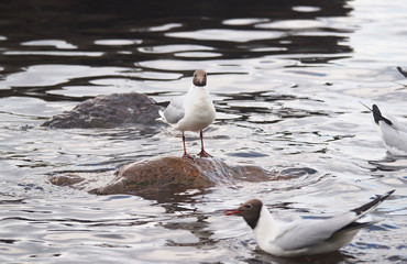 gulls on the lake