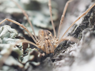 harvestman spider on tree bark