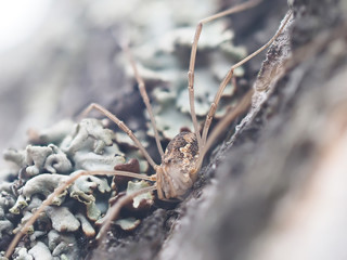 harvestman spider on tree bark
