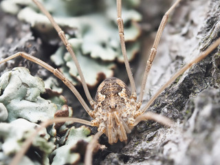 harvestman spider on tree bark