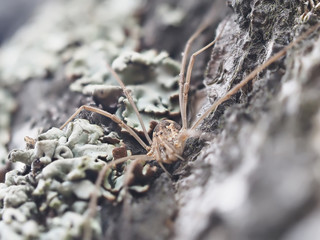 harvestman spider on tree bark