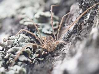 harvestman spider on tree bark