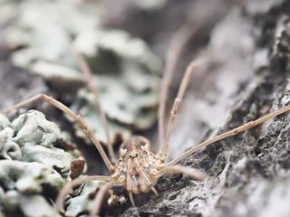 harvestman spider on tree bark