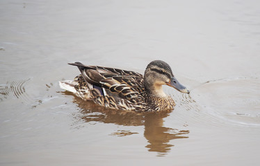 duck on the river