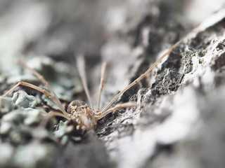 harvestman spider on tree bark