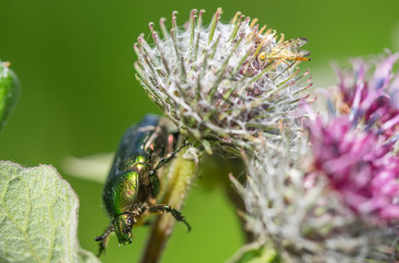 chafer insect on a flower