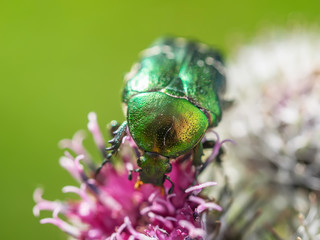 chafer insect on a flower