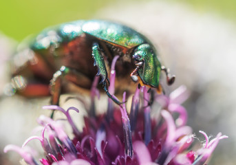 chafer insect on a flower