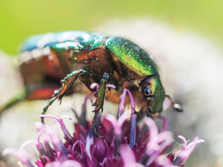 chafer insect on a flower