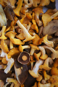 Many raw mushrooms yellow chanterelles