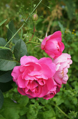 Obraz premium Many pink rose flowers on bush