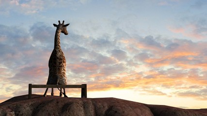 Giraffe  on a mountain top sit on a bench at sunset