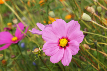 Fototapeta premium Cosmos or kosmeya or cosmos pink flower