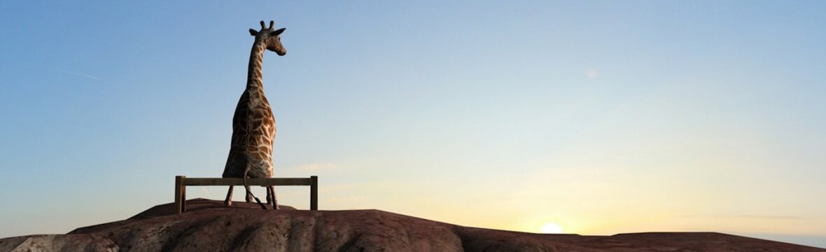 Giraffe  on a mountain top sit on a bench at sunset