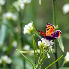 Papillon sur fleur
