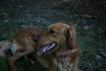 Dogs playing outside on the grass