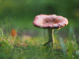 mushroom in the forest