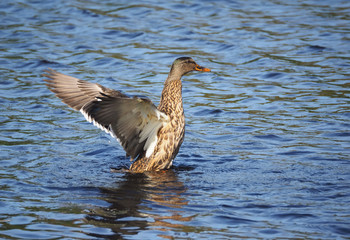duck on the water