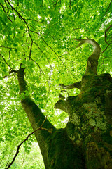 Looking up an old moss covered Beech Tree in Spring, low angle shot