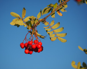 rowan berries