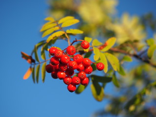 rowan berries