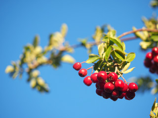 rowan berries