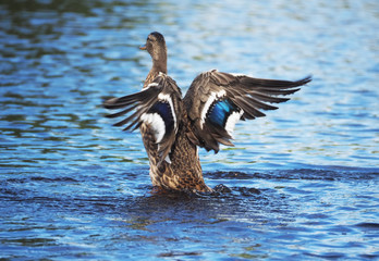Duck on the river