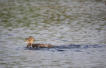 Duck on the river