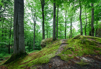 Fototapeta na wymiar Beech forest after a rain.