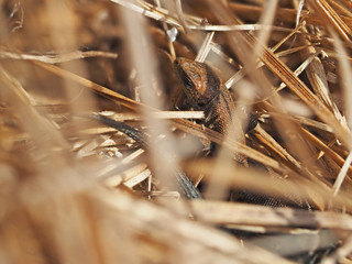 Lizard in the dry grass