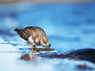 Sandpiper Turnstone on the lake
