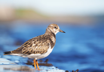 Sandpiper Turnstone on the lake
