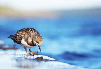 Sandpiper Turnstone on the lake