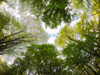 the trees in the fall from the bottom up